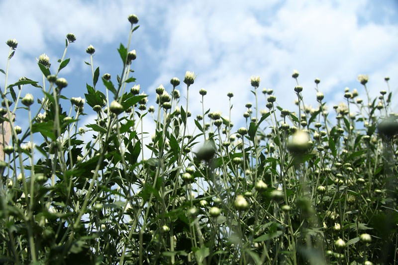 雏菊花的纯洁之美（图片来源于《新报》）