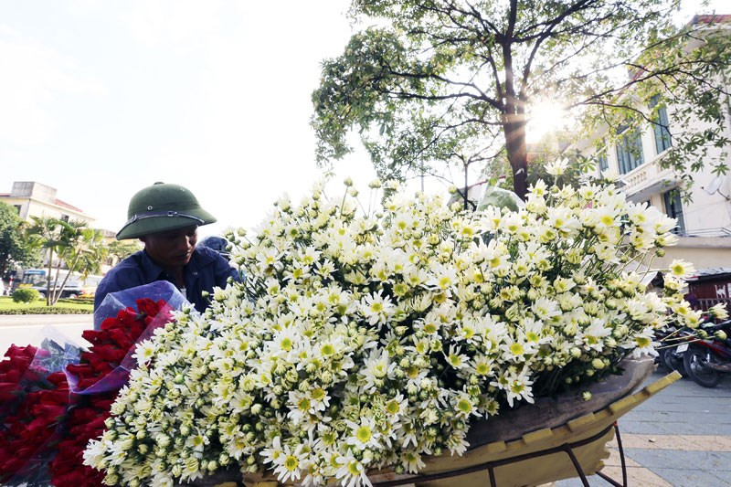 河内市各条街道到处都能看见雏菊花（图片来源于《新报》）