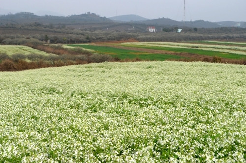 白色芥菜花与周边景色完美结合，构成了一幅美丽的画图。（图片来源：人民军队报）