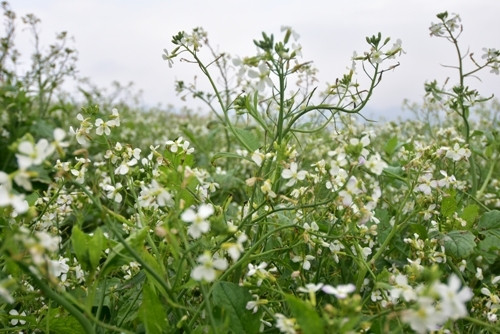 纯洁之美。（图片来源：人民军队报）
