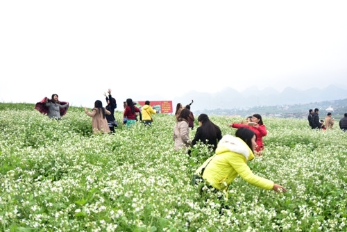 游客在洁白的芥菜花田里拍照留念。（图片来源：人民军队报）
