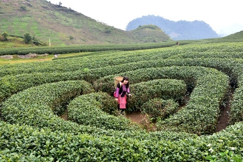 充满诗意的心形茶邱。（图片来源：人民军队报）