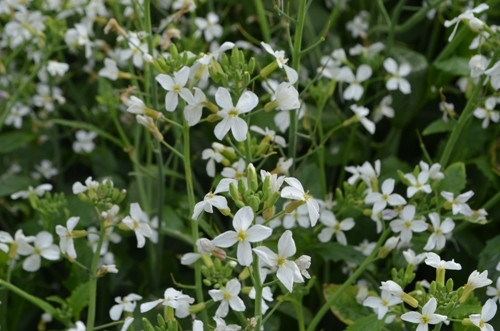 纯洁之美。（图片来源：人民军队报）