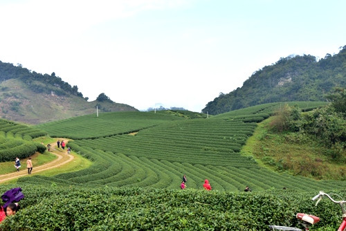 无边无际的绿油油茶邱。（图片来源：人民军队报）