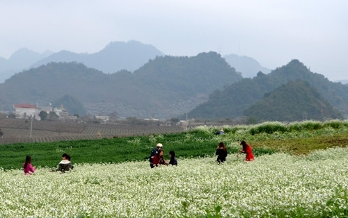 游客在洁白的芥菜花田里拍照留念。（图片来源：人民军队报）