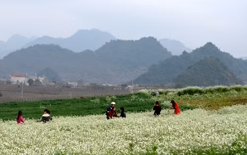 游客在洁白的芥菜花田里拍照留念。（图片来源：人民军队报）