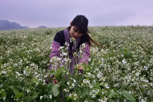 游客在洁白的芥菜花田里拍照留念。（图片来源：人民军队报）