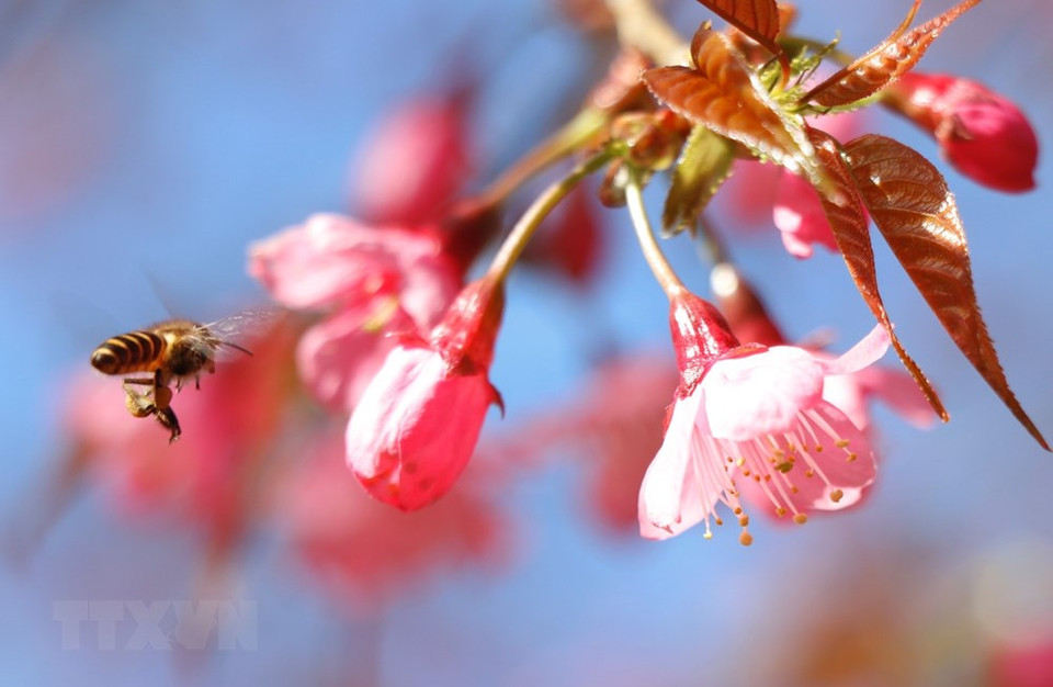 野樱花拥有独特的魅力。越通社记者 俊英 摄