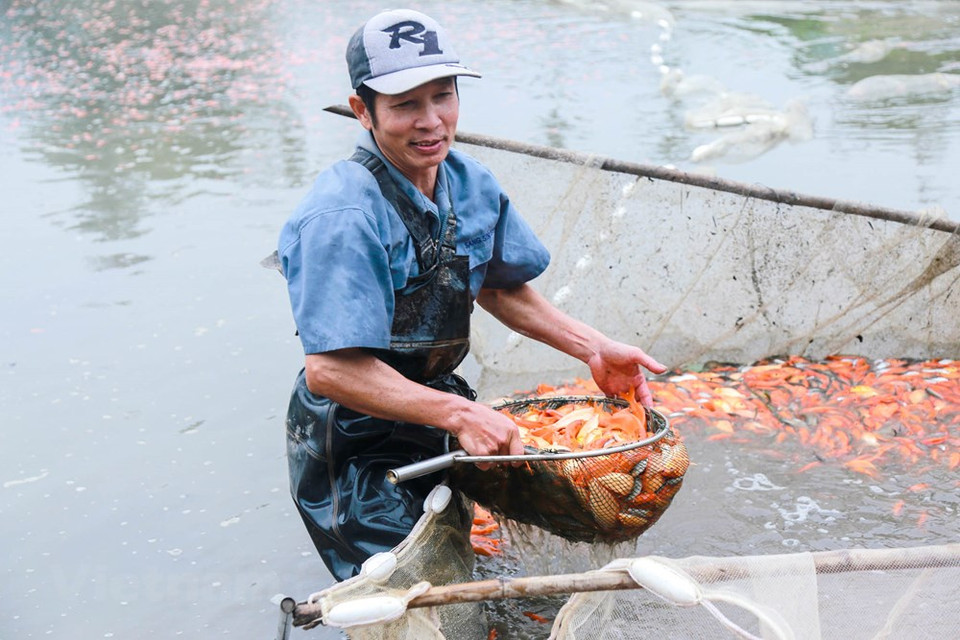 红鲤鱼养殖业为水沉村数百个家庭户带来较高的经济效益。图自越通社