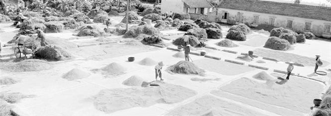 1988年4月颁布的越共第六大10号决议是越南农业管理政策中的突破口。越通社记者 中庸 摄