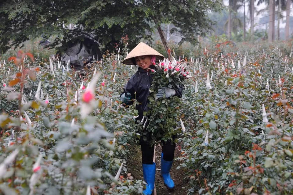 西就村花卉种植面积近500公顷 ，每年可向市场上市供应花卉数百万支。越通社记者 成达 摄