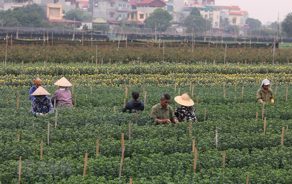 这几天来到西就花村，除了欣赏美丽鲜花之外，游客还可以看到正在忙着修剪或收获鲜花的花农们。越通社记者 成达 摄