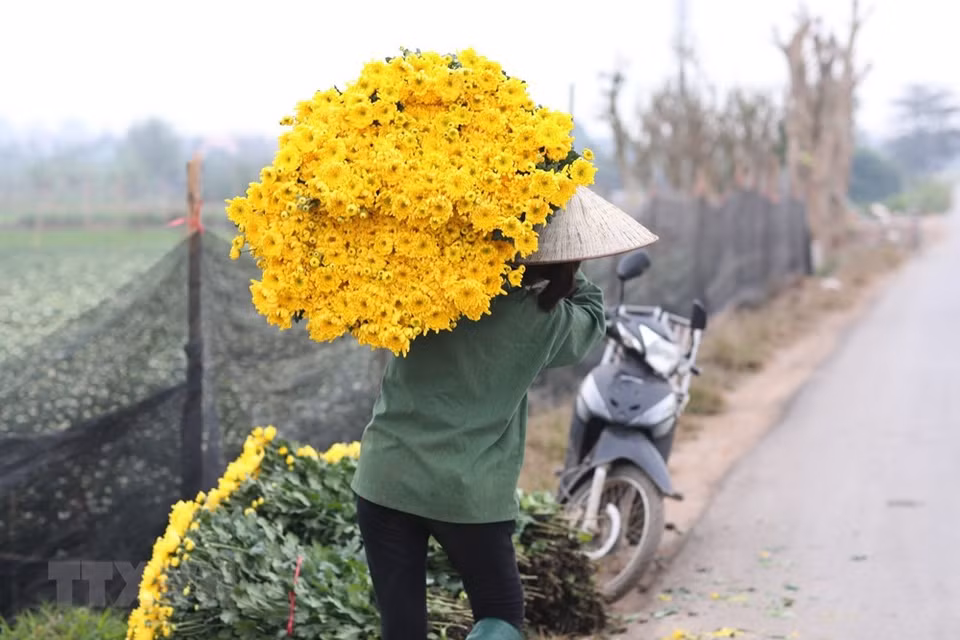 花农们提早收获花卉，为消费者提供服务。越通社记者 成达 摄