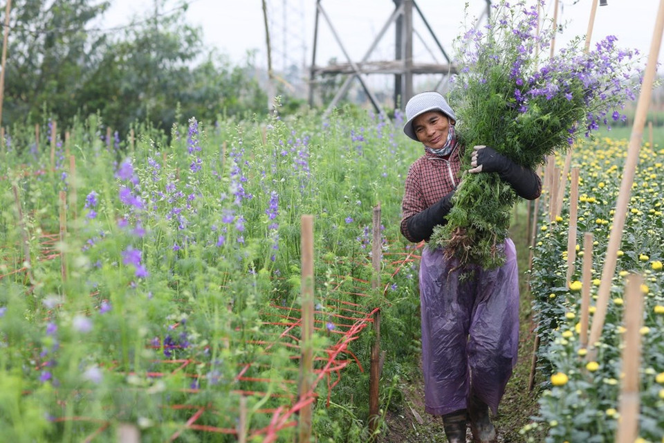 每年春节来临之前，西就花村村民都抓紧为花卉销售旺季做好准备。越通社记者 成达 摄