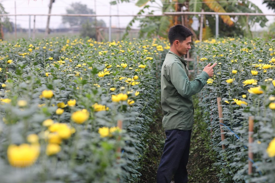 花农们正在为各种花卉浇水和剪枝。越通社记者 成达 摄