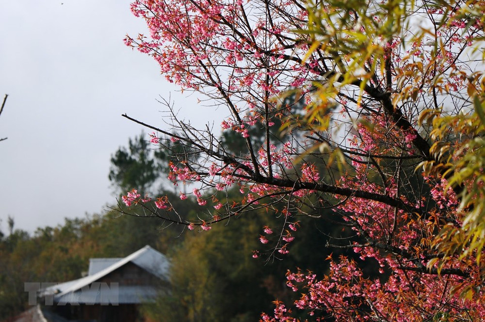 当地蒙族同胞表示，野樱花早在300年前当他们迁居此地时就已经生长在这片土地上。越通社记者 俊英 摄