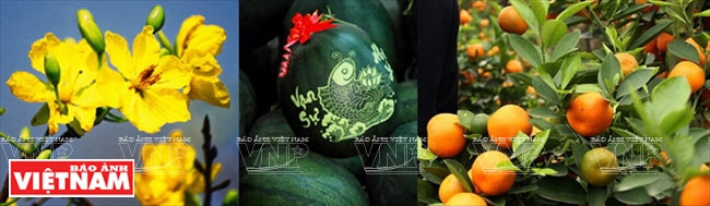 越南人过年也喜欢摆设黄梅花、西瓜、金桔。