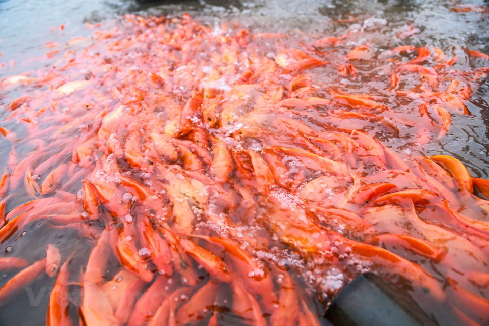 红鲤鱼颜色鲜艳，点亮了整个乡村。图自越通社