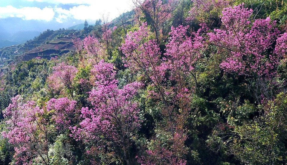 野樱花一般在海拔1000以上的地方生长。越通社记者 俊英 摄