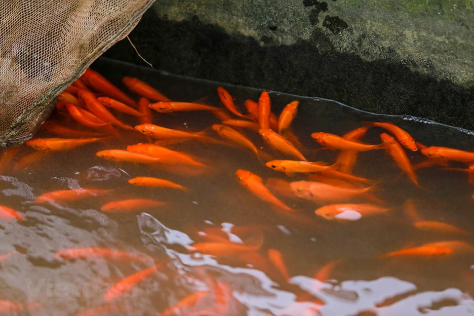 红鲤鱼养殖业为水沉村数百个家庭户带来较高的经济效益。图自越通社