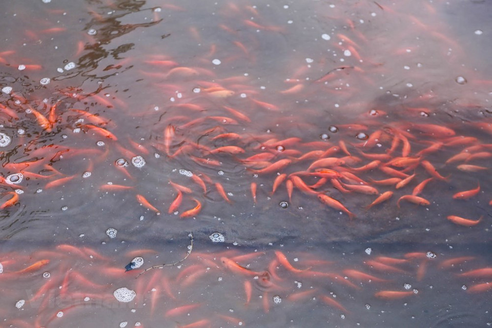 水沉村红鲤鱼养殖业从20世纪60年代兴起，当地合作社成员精心挑选鱼卵，孵化成鱼后再精心挑选呈红色的鱼并反复进行繁育鱼苗。图自越通社