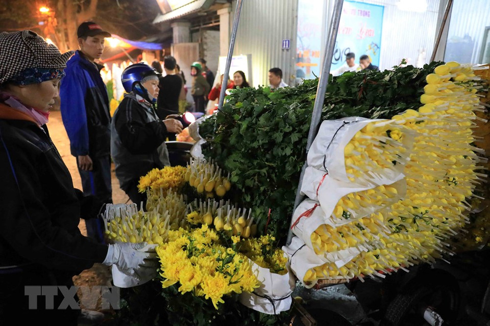 春节前夕，菊花被大量出售。越通社记者 日英 摄