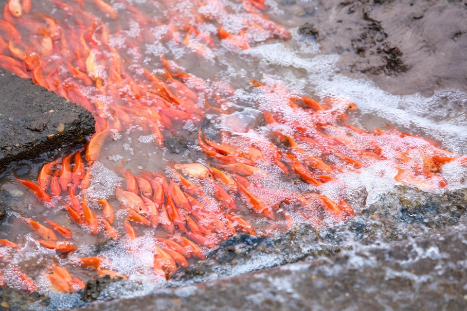 当地居民透露，村里有数百户家庭从事红鲤鱼养殖业，养殖面积为30公顷。图自越通社