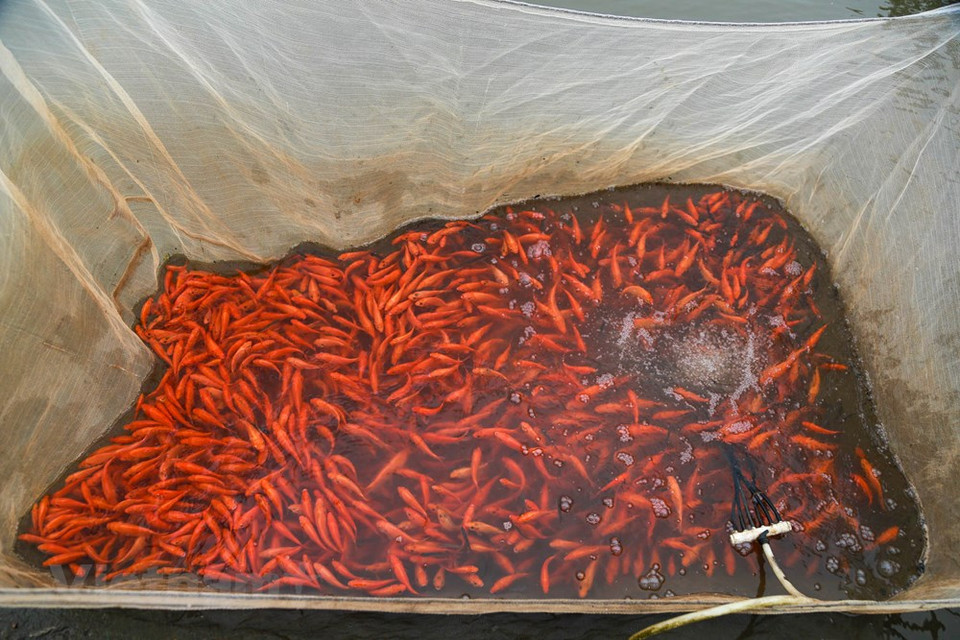 多年来，红鲤鱼养殖业使水沉村许多家庭由贫穷走向了富足。图自越通社