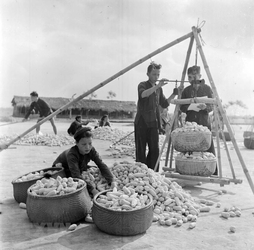 1963年5月，永福省永详县合作社成员向国家出售玉米。图自越通社