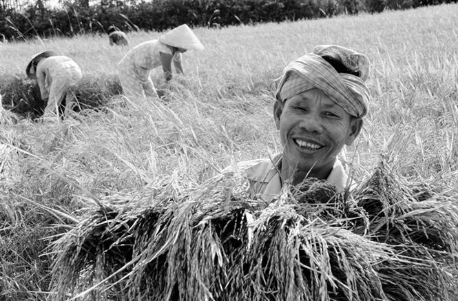 1988年4月颁布的越共第六大10号决议落实一年后，从一个长期缺乏粮食的国家，1989年，越南大米产量达2150万吨，出口量首次达120万吨。越通社记者 廷那 摄
