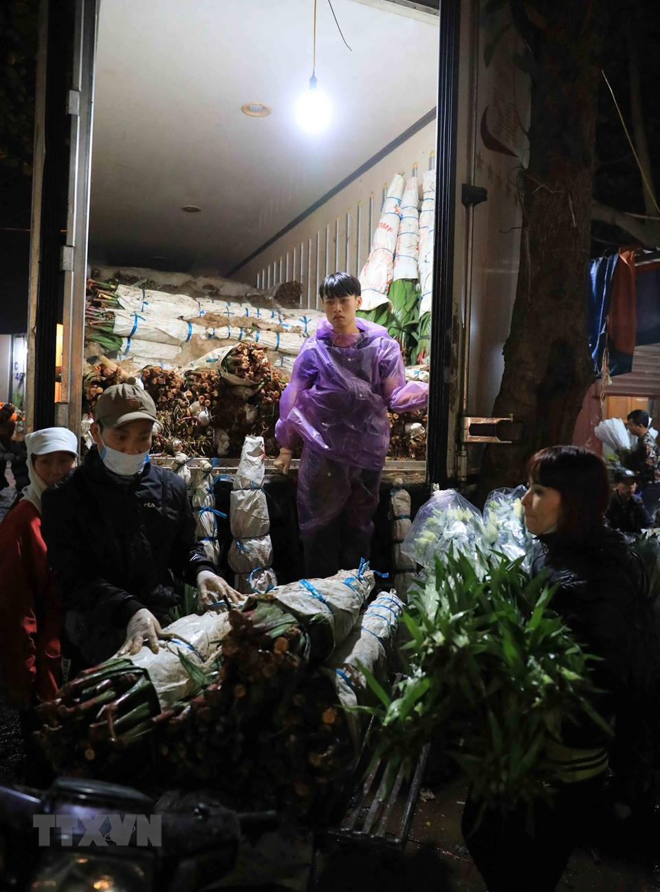 广霸花卉夜市所有的花都来自西就、东英、嘉林、富安等邻近地区或遥远的大叻。越通社记者 日英 摄