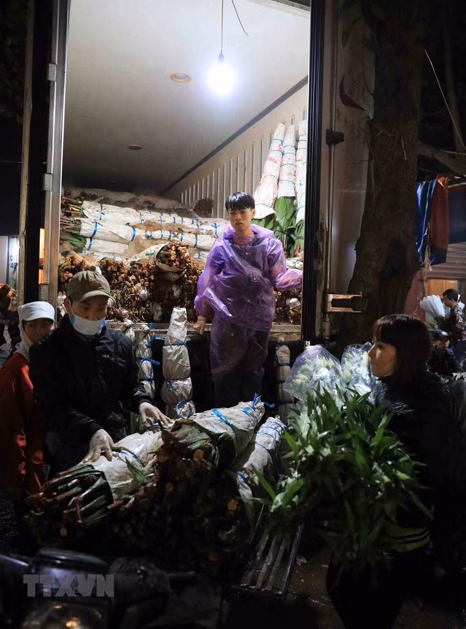 广霸花卉夜市所有的花都来自西就、东英、嘉林、富安等邻近地区或遥远的大叻。越通社记者 日英 摄