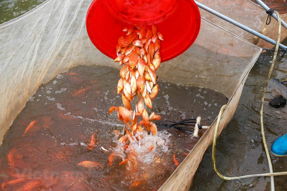 2011年，水沉寸红鲤鱼养殖业获得富寿省的公认，该村养殖业在基础设施方面获得投资。图自越通社