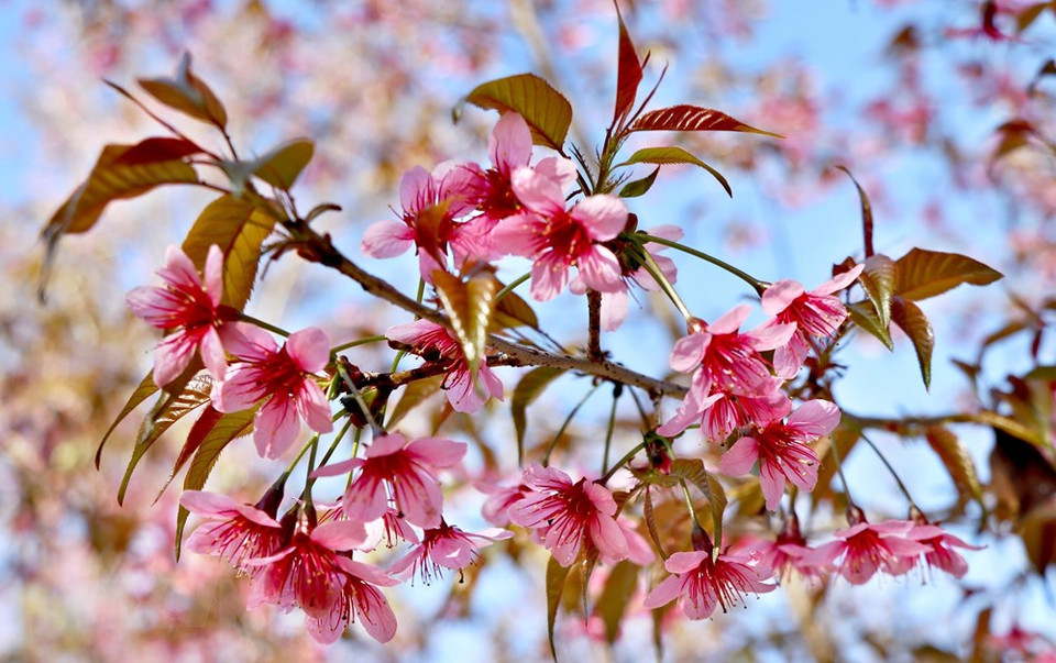 五片花瓣盛开，露出鲜红的花蕊。越通社记者 俊英 摄