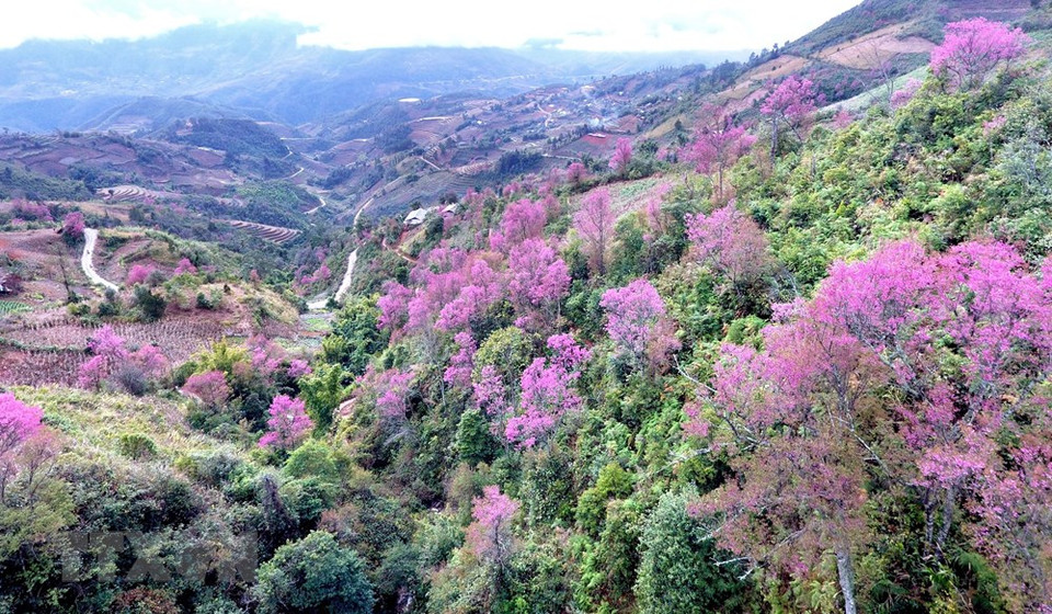 野樱花是西北山区以及木江界绝无仅有的花种，于每年春节竞相绽放，绚烂夺目的粉红色令人迷醉。越通社记者 俊英 摄