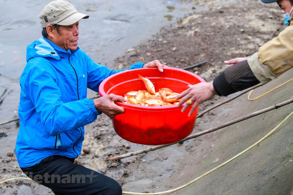 从池里捞出来的鱼将被分为两种，即每公斤40条和每公斤50-60条。图自越通社