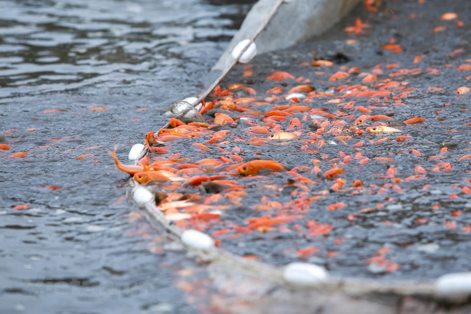 该村每年向市场提供约50吨红鲤鱼。图自越通社