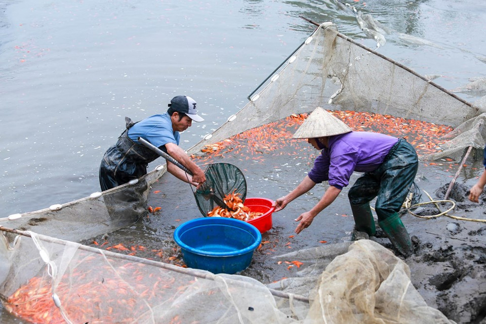村民一般从农历6月开始养殖红鲤鱼，澳年底收获时每条鱼约三个手指大小即可。图自越通社