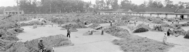 1988年4月颁布的越共第六大10号决议落实一年后，从一个多年缺乏粮食的国家，1989年，越南大米产量达2150万吨，出口量首次达120万吨。图自越通社