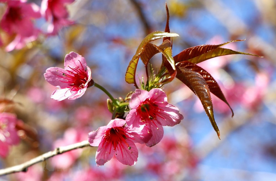 野樱花一般在年底绽放，比桃花提前一个月。越通社记者 俊英 摄