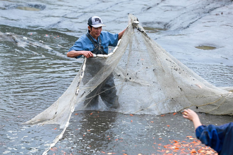 今年天气条件有利于红鲤鱼养殖，但供应量过多容易导致价格下跌。图自越通社