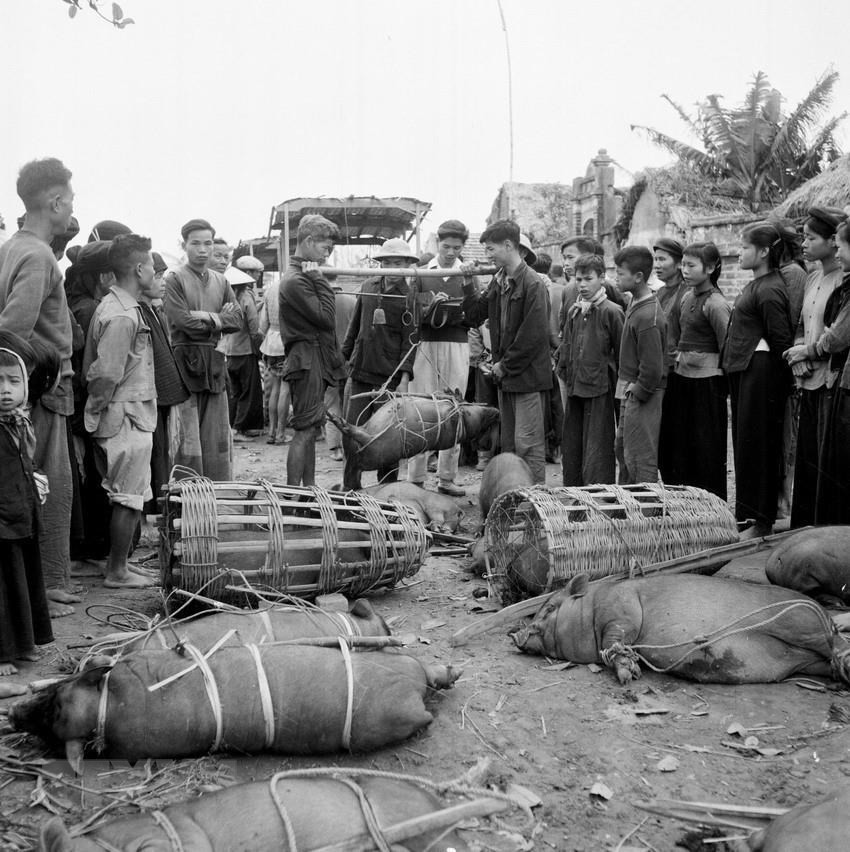 北部居民在展开1961-1965年阶段5年计划取得了许多重要成就。图中：河内市东英县沙集市收购站收购育秀乡的猪肉。图自：越通社