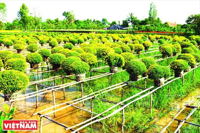 同塔省沙沥新归东花村是南部最大花卉盆景中心。