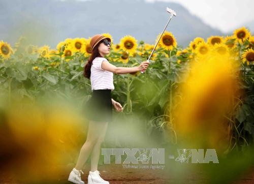 游客在“花海”中摆出各种姿势拍照。（图片来源：越通社）