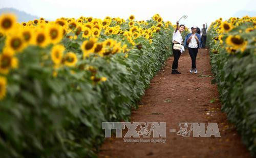 千亩向日葵花海成为年轻人的理想目的地。（图片来源：越通社）