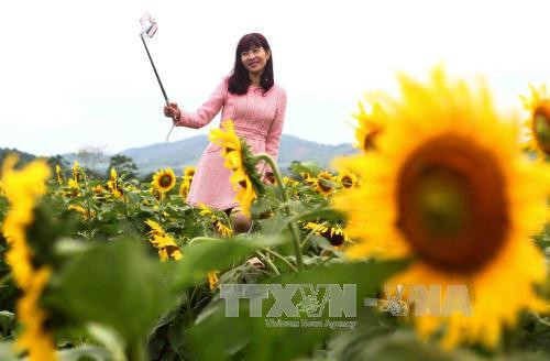 游客在“花海”中摆出各种姿势拍照。（图片来源：越通社）