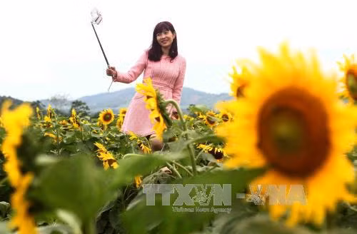 游客在“花海”中摆出各种姿势拍照。（图片来源：越通社）