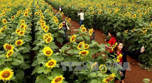 一片黄色“火焰”的花海。（图片来源：越通社）