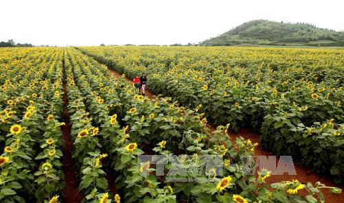 一片黄色“火焰”的花海。（图片来源：越通社）