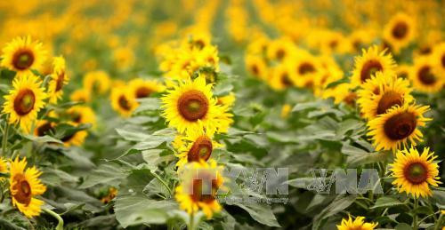 一片黄色“火焰”的花海。（图片来源：越通社）